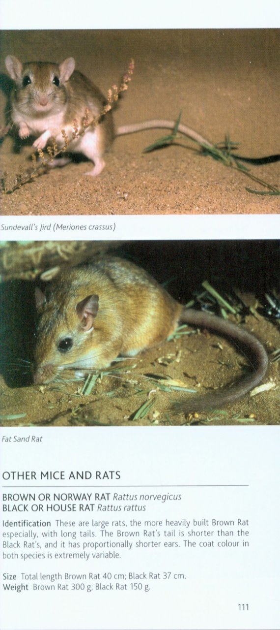 pocket photo guide to the mammals of north africa and the middle east