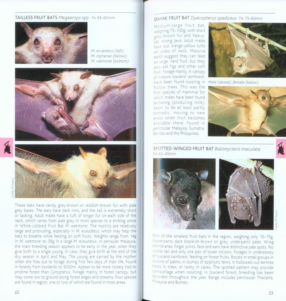 pocket photo guide to the mammals of south-east asia