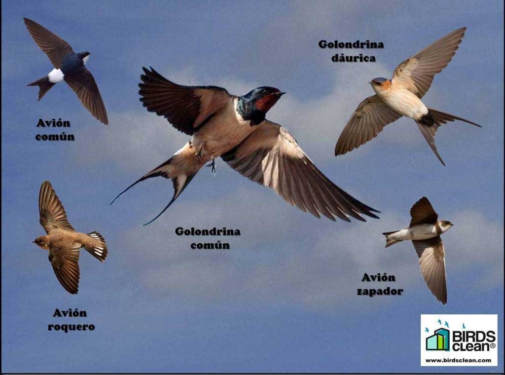 recogedor de excrementos de golondrinas modelo volando