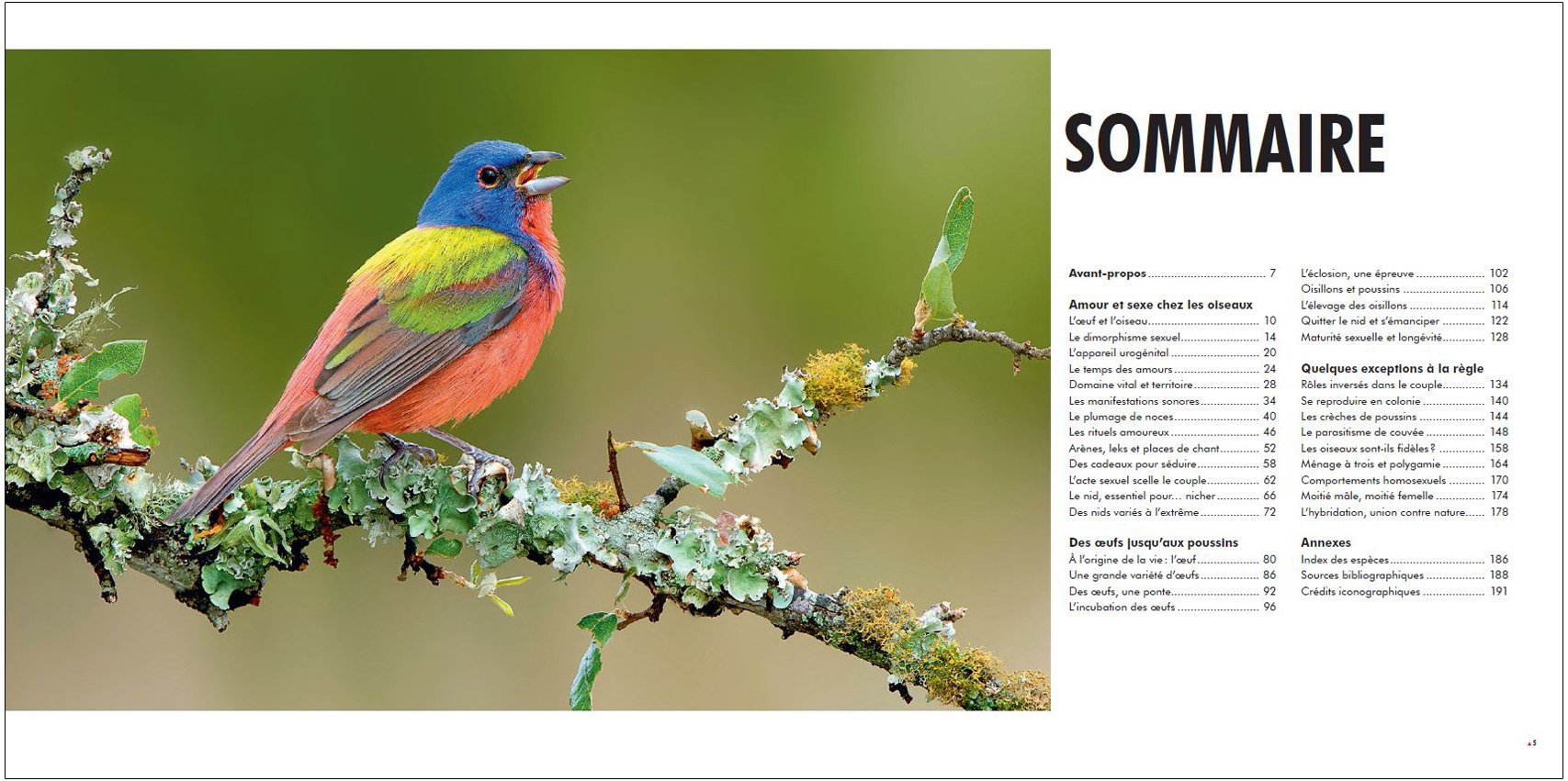 sexe et seduction chez les oiseaux