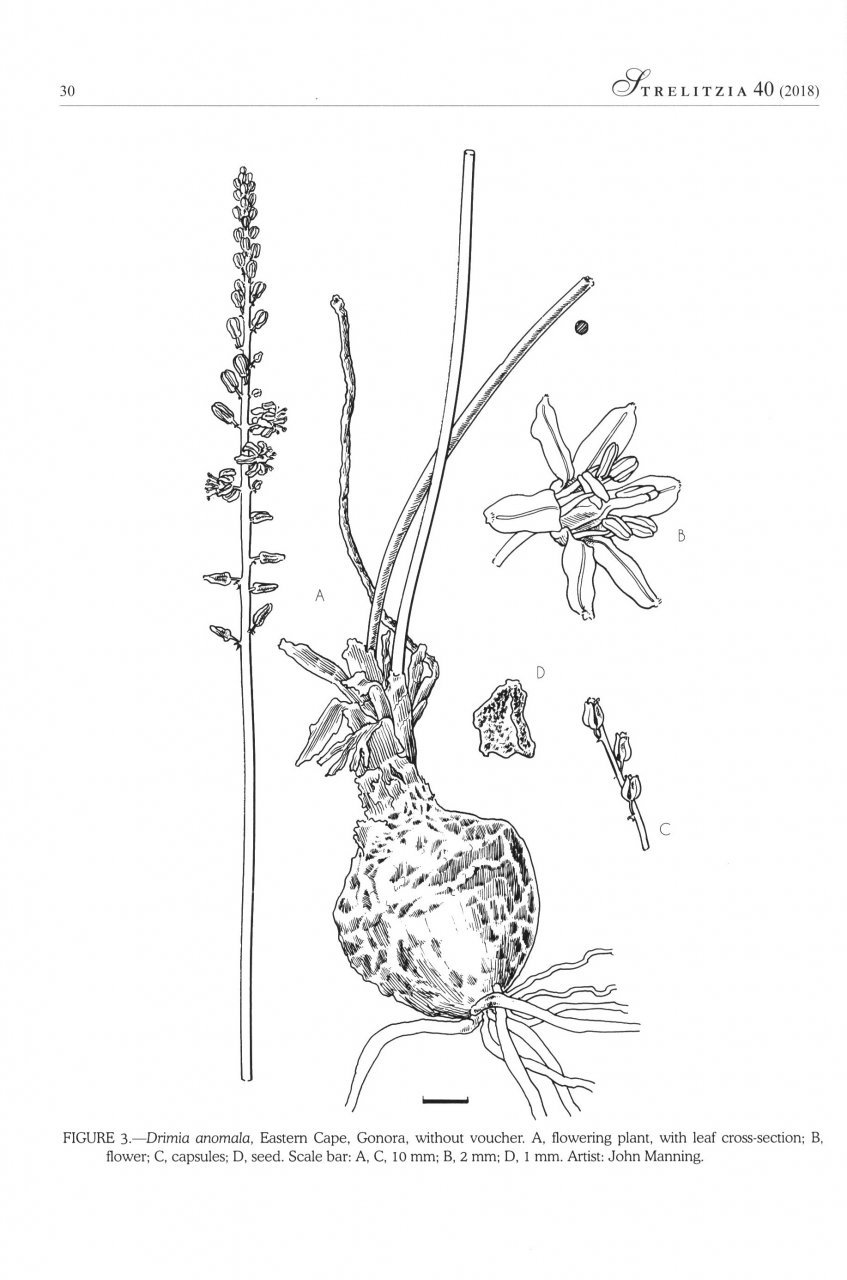 systematics of drimia, sl. (hyacinthacea: urgineoideae) of southern africa