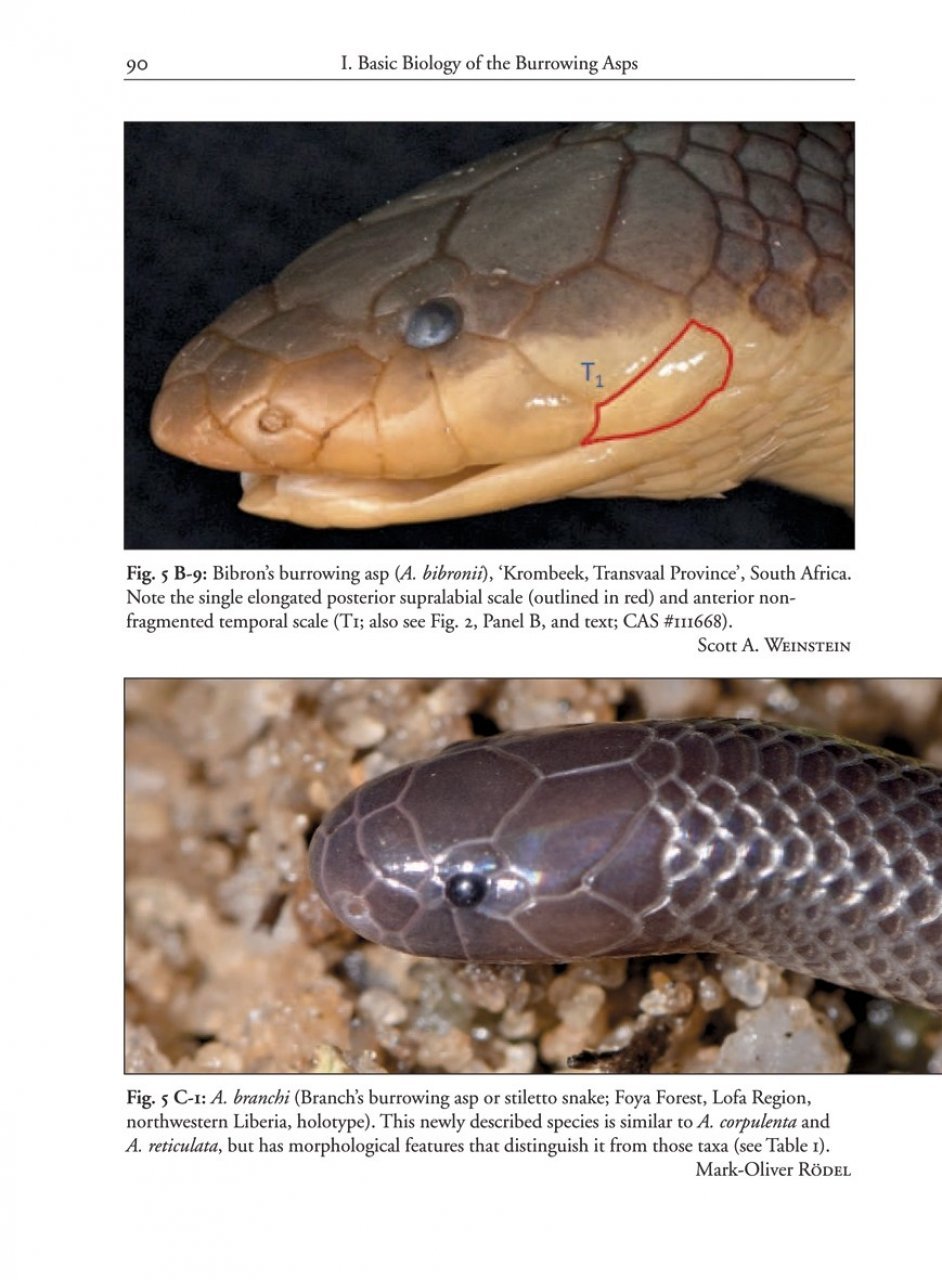 the african and middle eastern burrowing asps and their allies