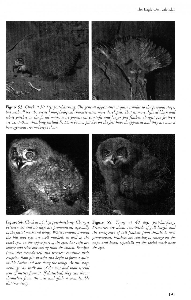 the eagle owl