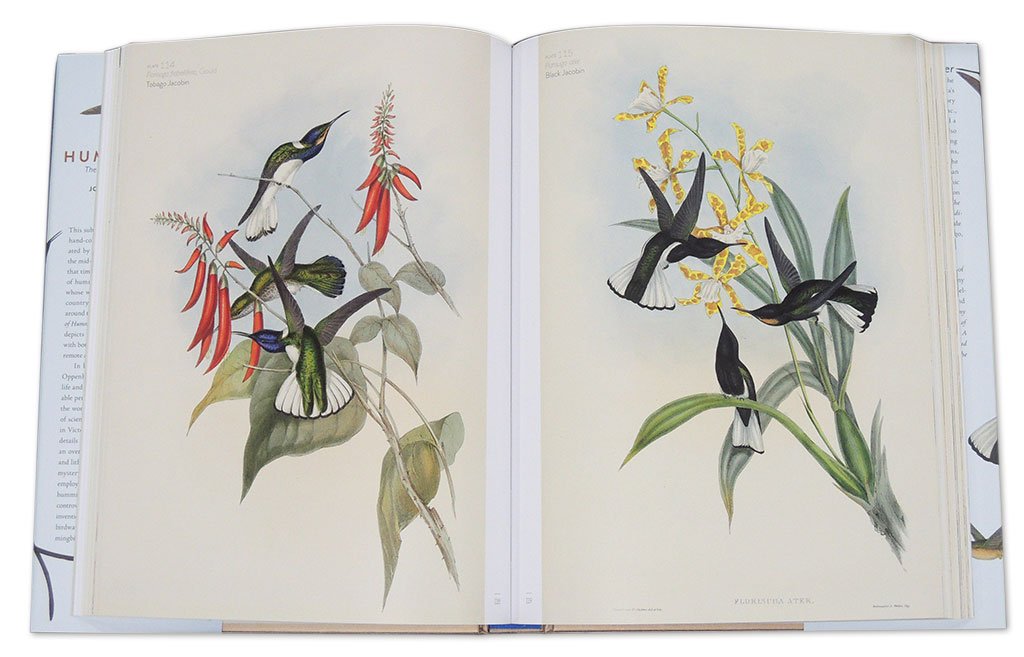 the family of hummingbirds
