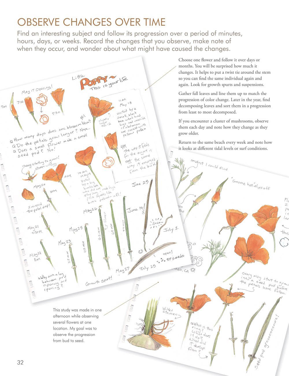 the laws guide to nature drawing and journaling