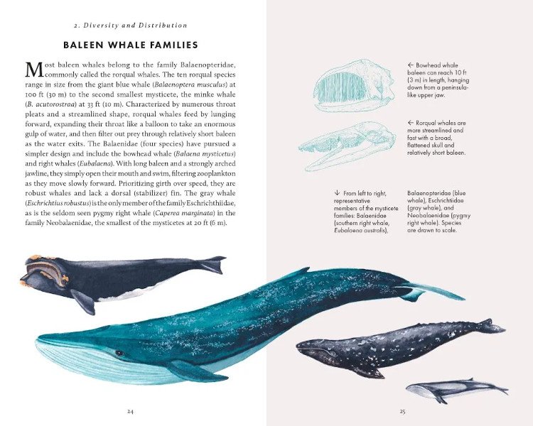 the little book of whales