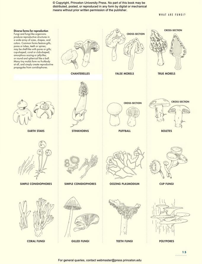 the lives of fungi. a natural history of our planet's decomposers