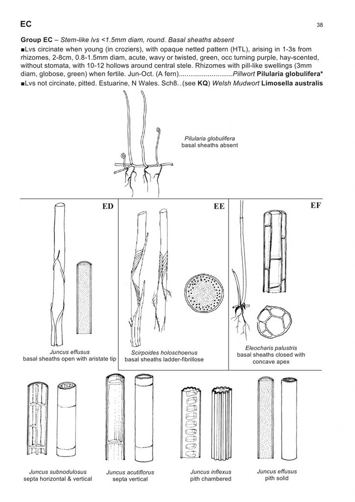 the vegetative key to the british flora. a new approach to naming british & irish vascular plants based on vegetative characters