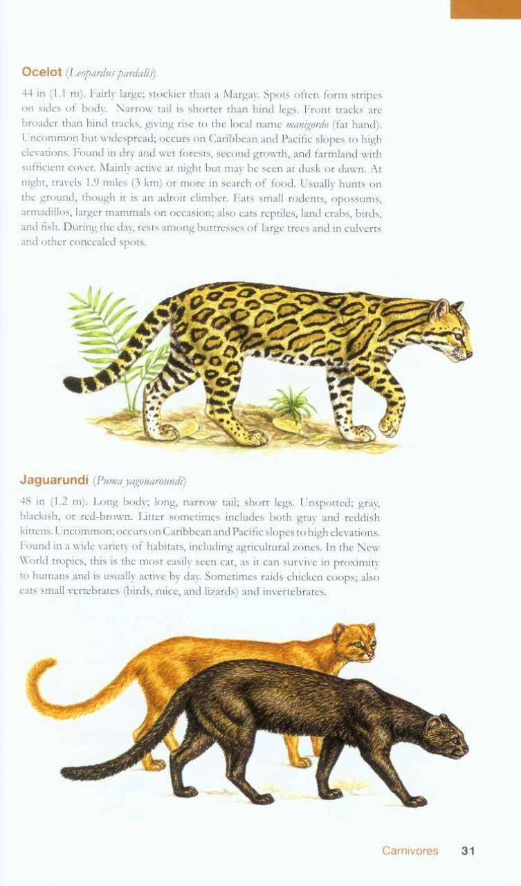 the wildlife of costa rica. a field guide