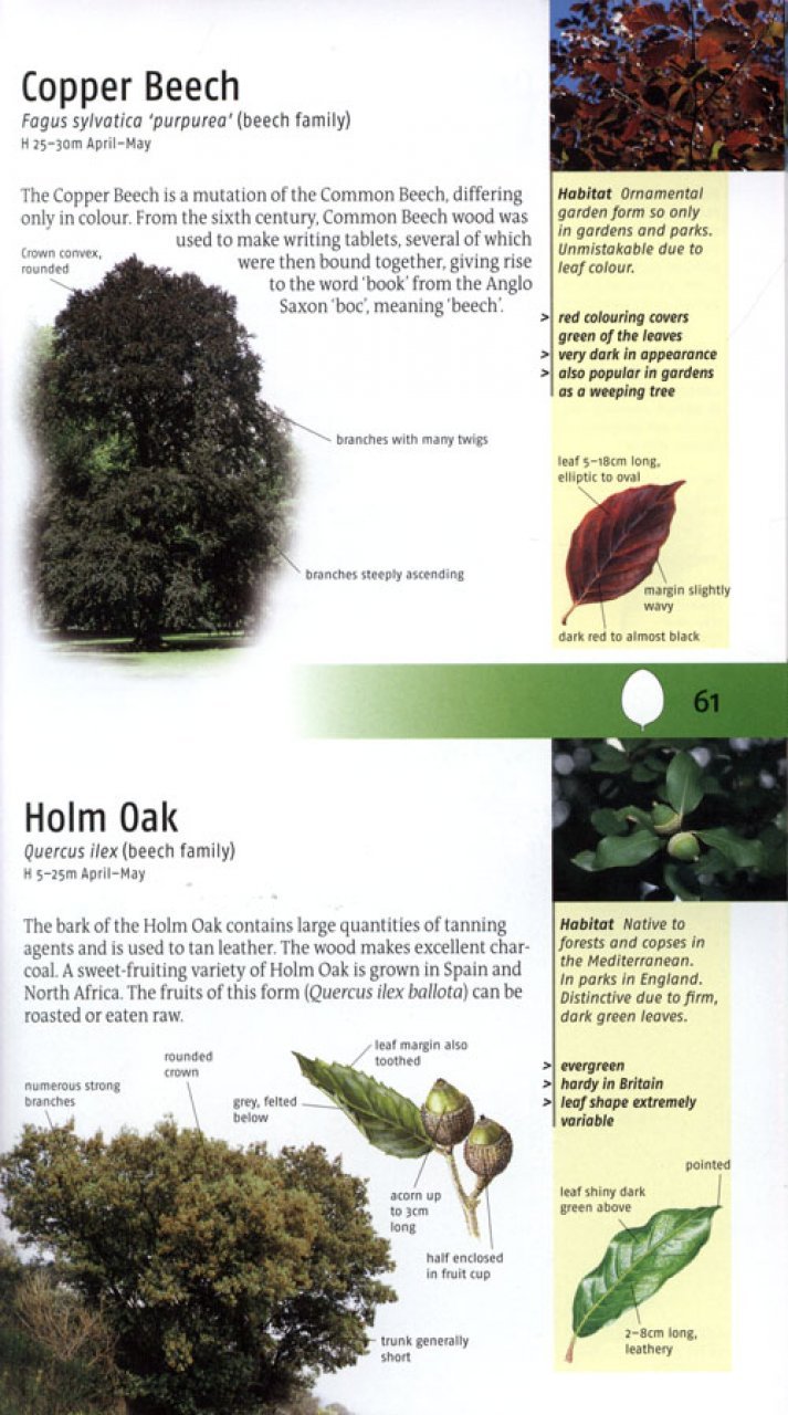 trees of britain and europe