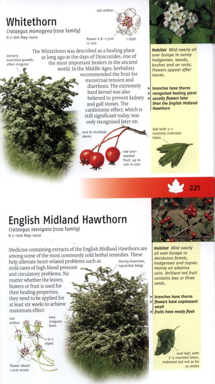 trees of britain and europe