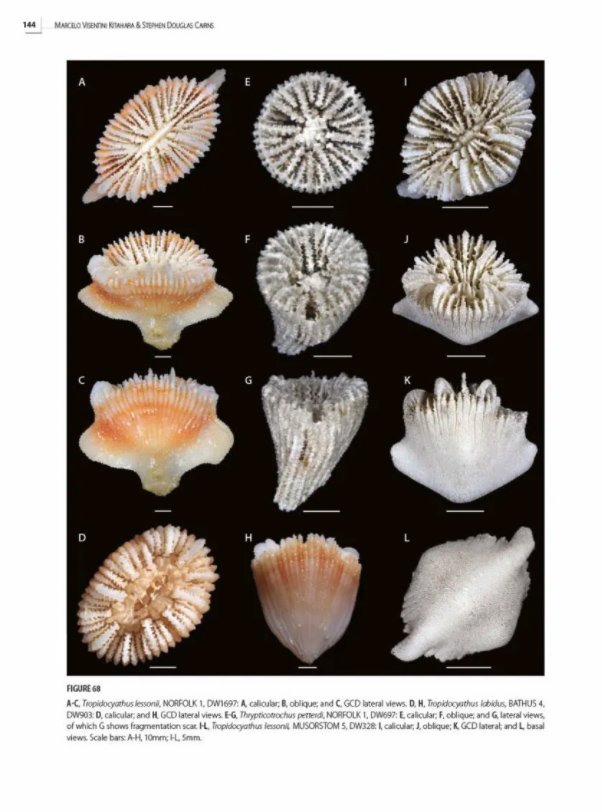 tropical deep-sea benthos