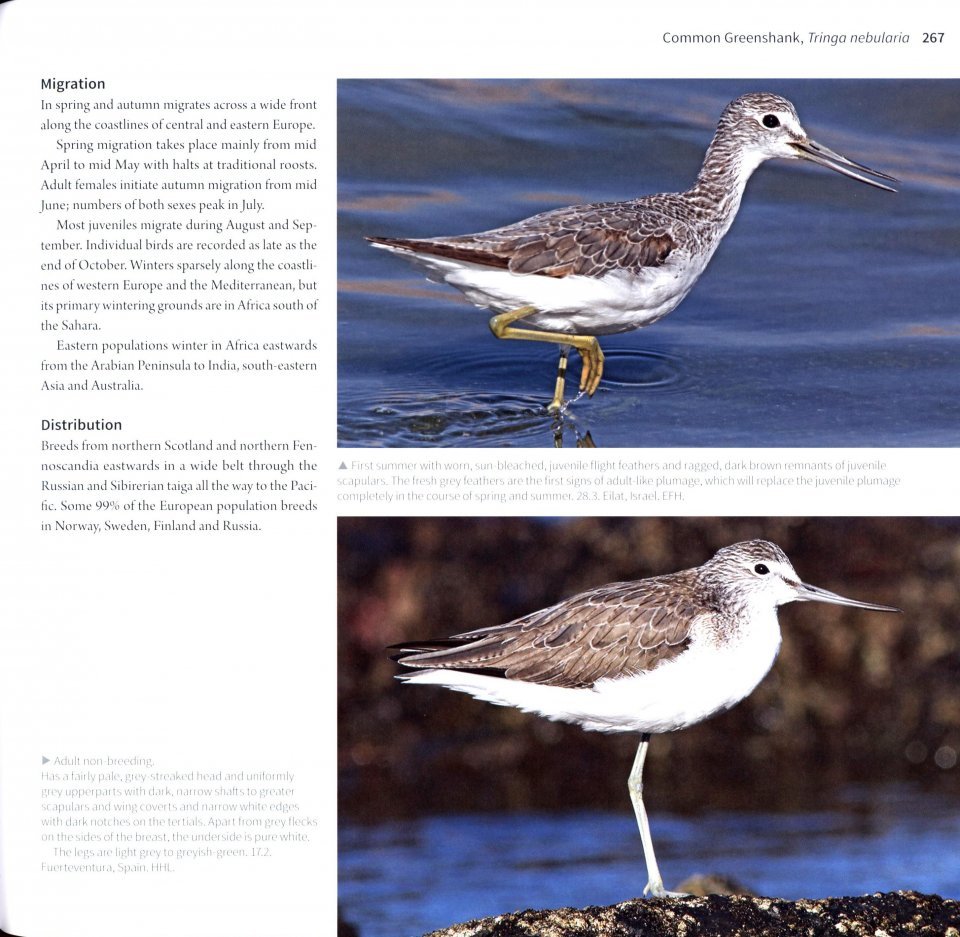 waders of europe. a photographic guide