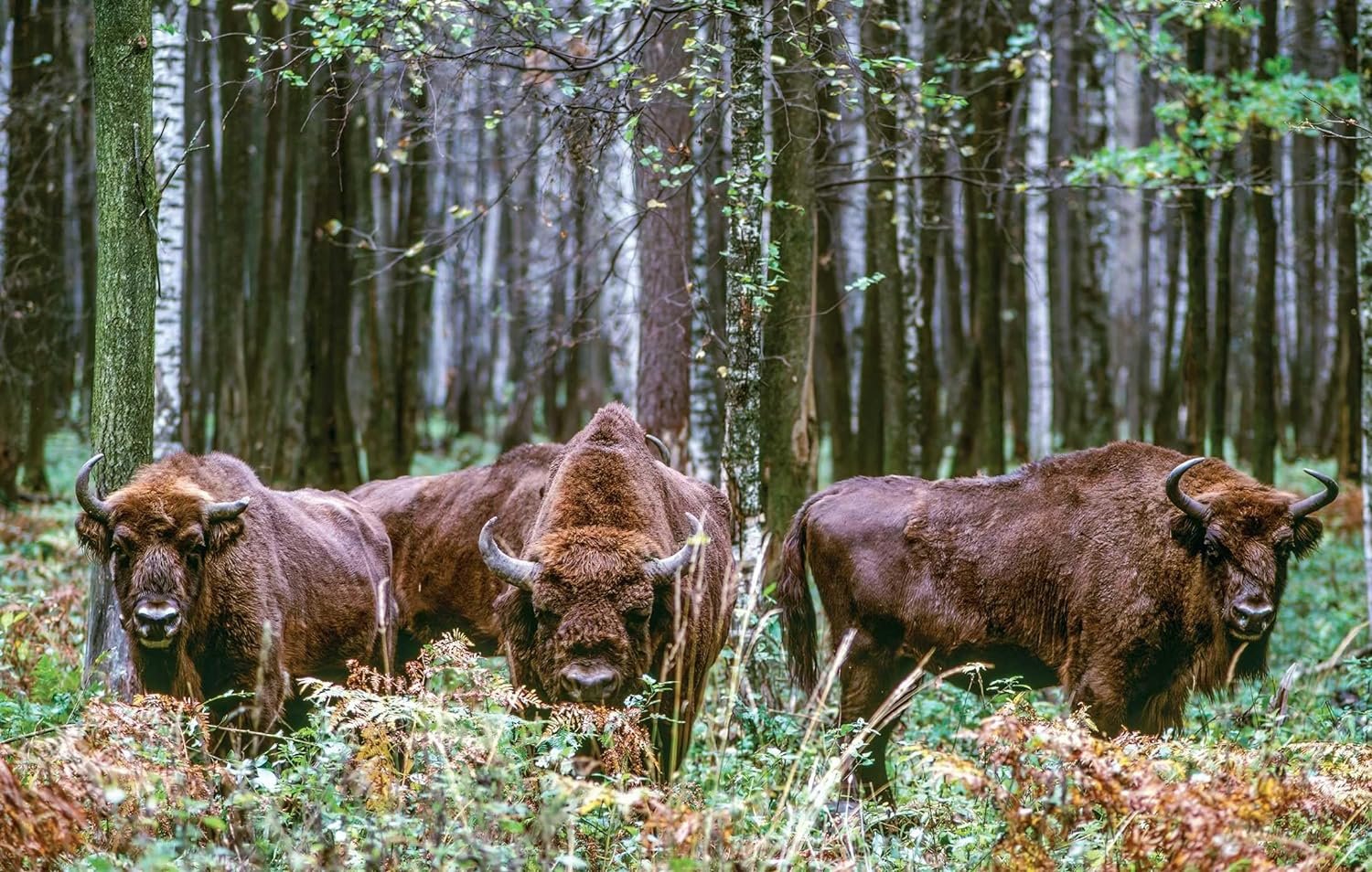 wild lives. the world's most extraordinary wildlife