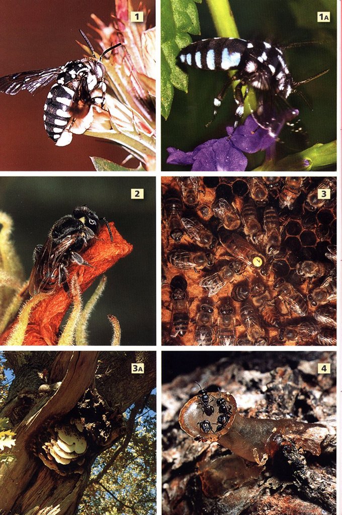 a field guide to insects of south africa. updated 2004. the first comprehensive guide to african insects with full-colour photographs of over 1200 species