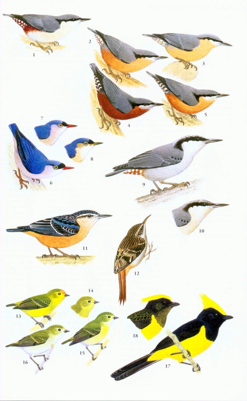 a field guide to the birds of thailand