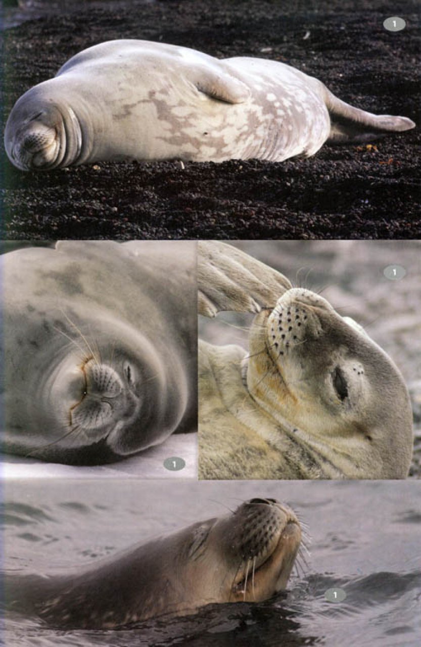 antarctic wildlife. a visitor's guide to the wildlife of the antarctic peninsula, drake passage and beagle channel