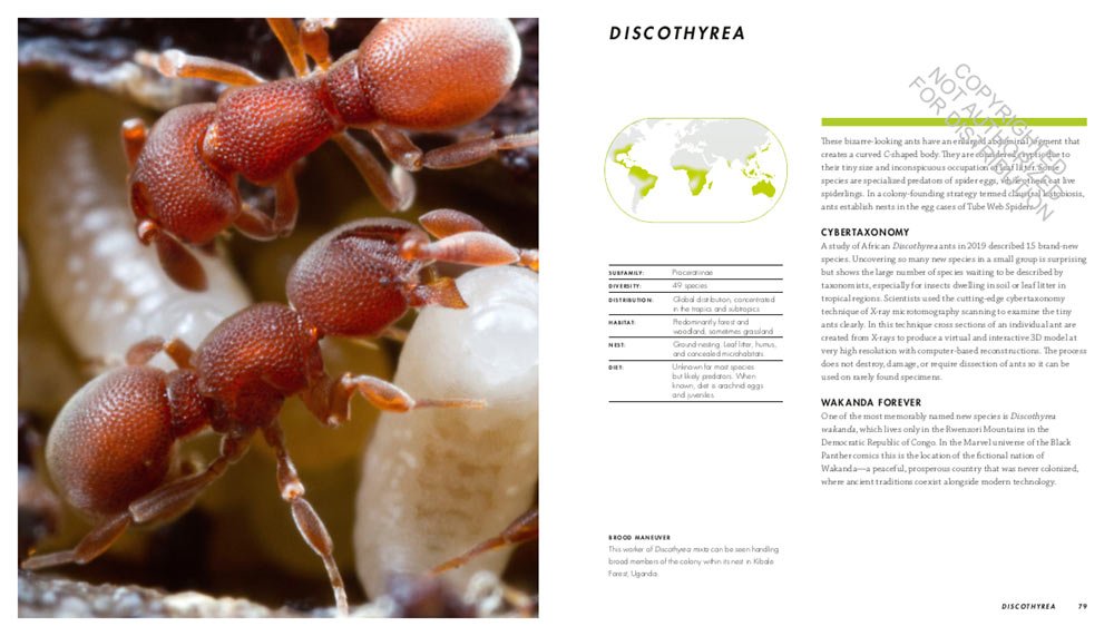 ants. a visual guide