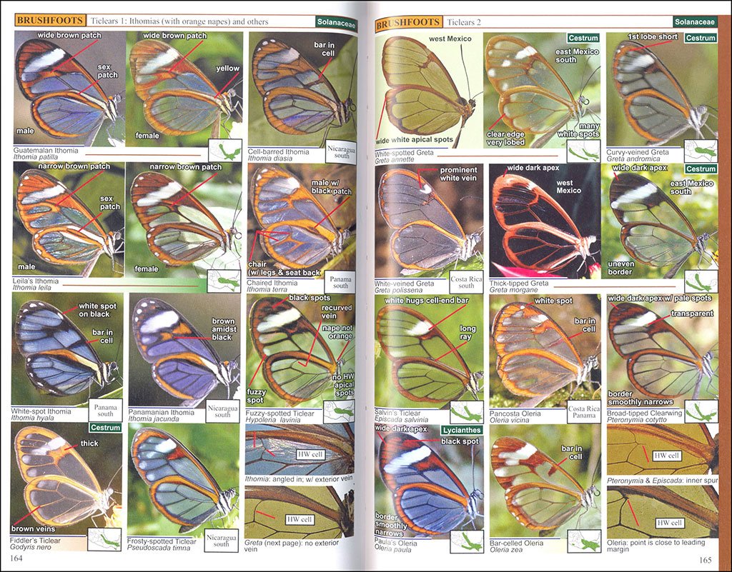 a swift guide to butterflies of mexico and central america. 2nd ed.