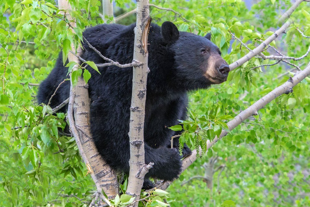 bears of the north: a year inside their worlds