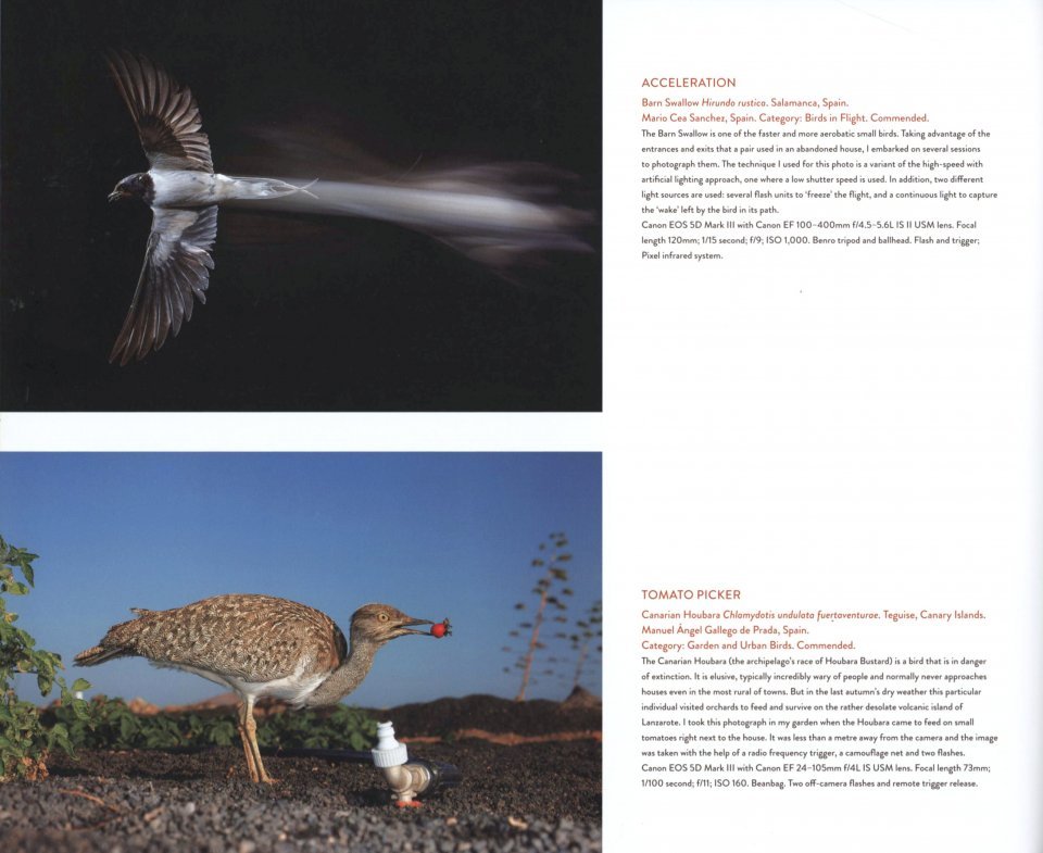 bird photographer of the year. collection 4