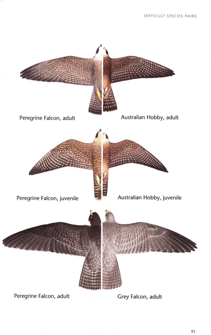 birds of prey of australia: a field guide