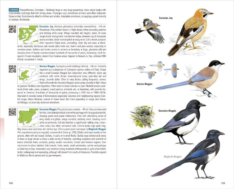 birds of spain