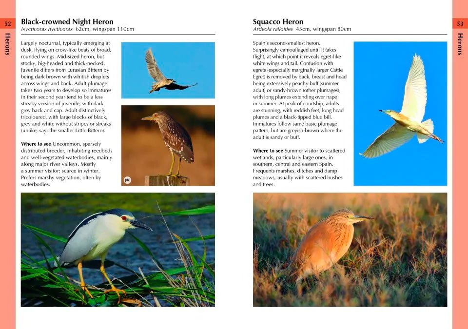 birds of spain