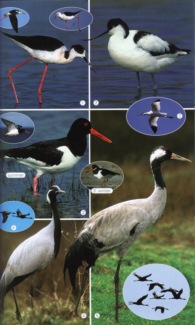 birds of the mediterranean