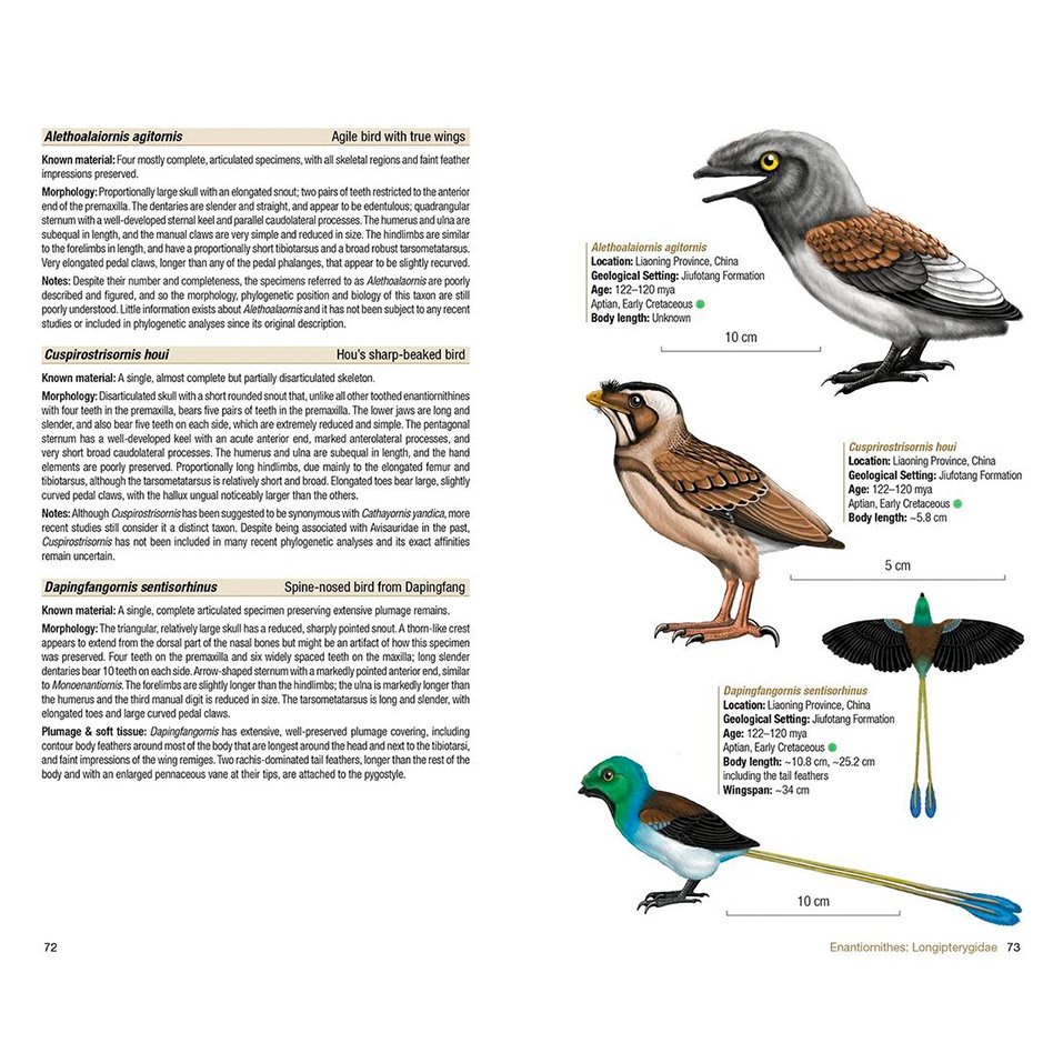 birds of the mesozoic. an illustrated field guide