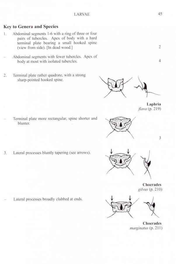 british soldierflies and their allies