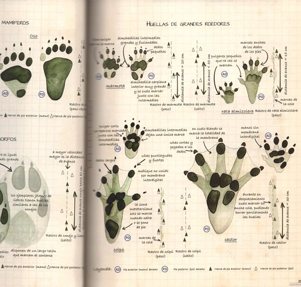 gua de huellas, seales y rastros de animales