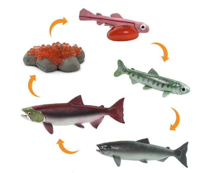 figuras ciclo de la vida el salmn