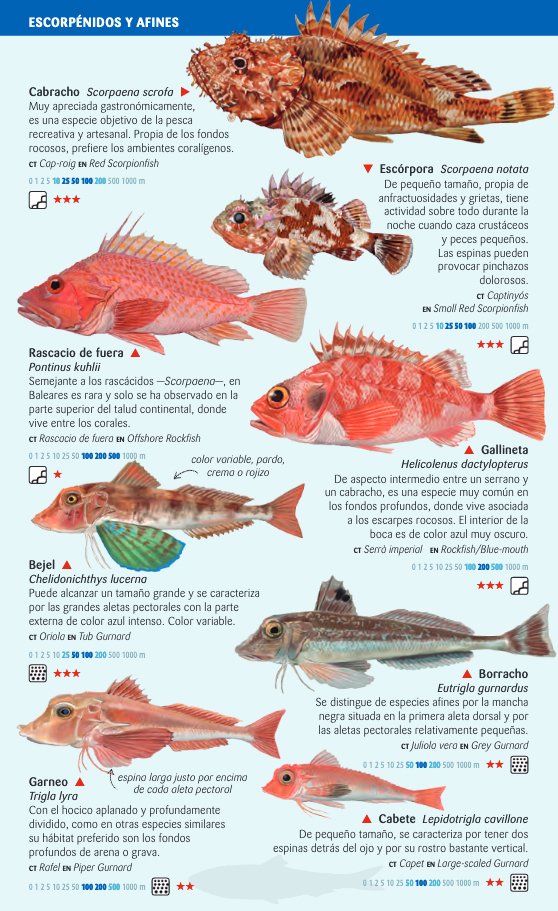peces pelgicos y de fondos profundos del mar balear. miniguia de mar