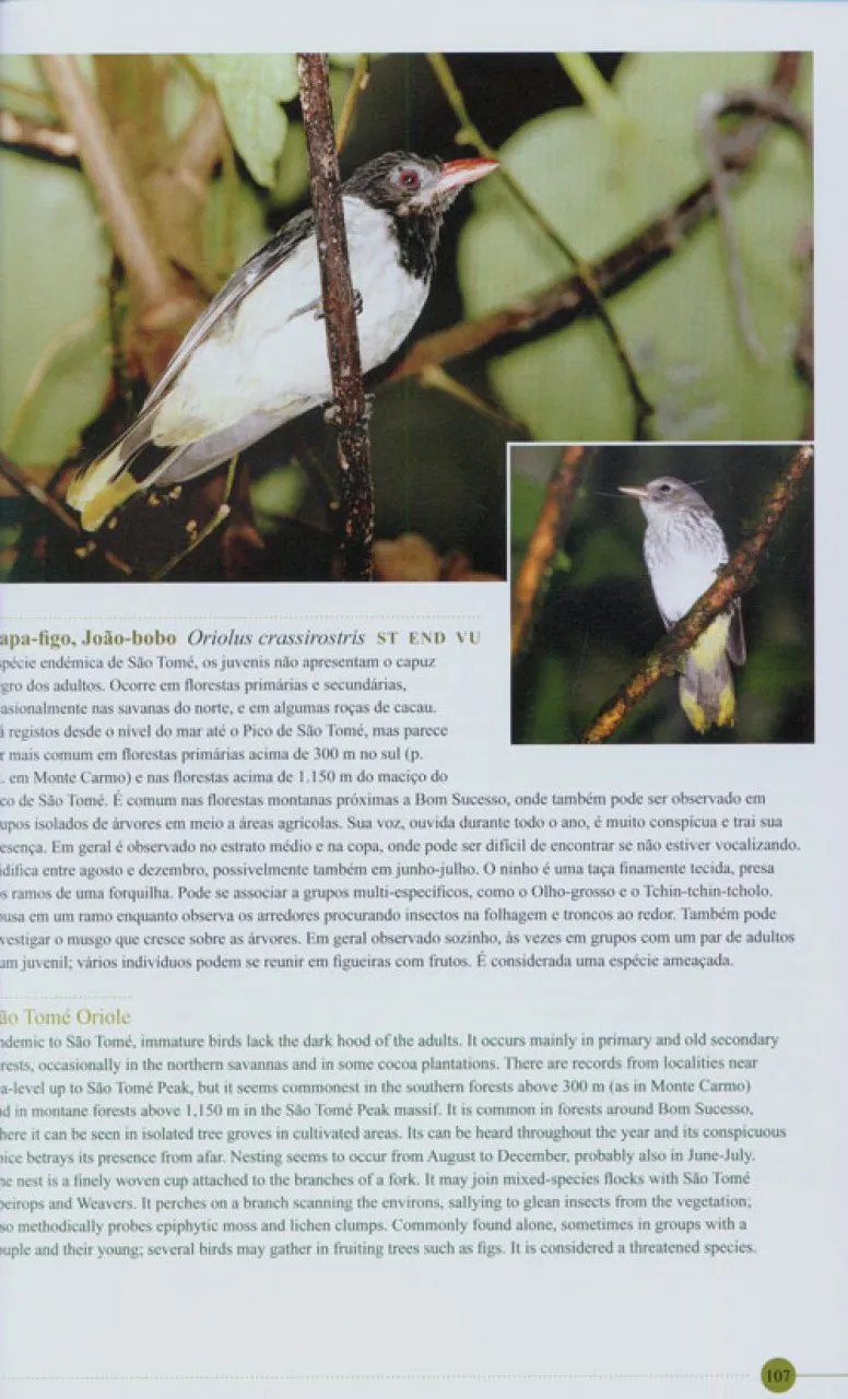as aves de sao tom e prncipe. um guia fotogrfico
