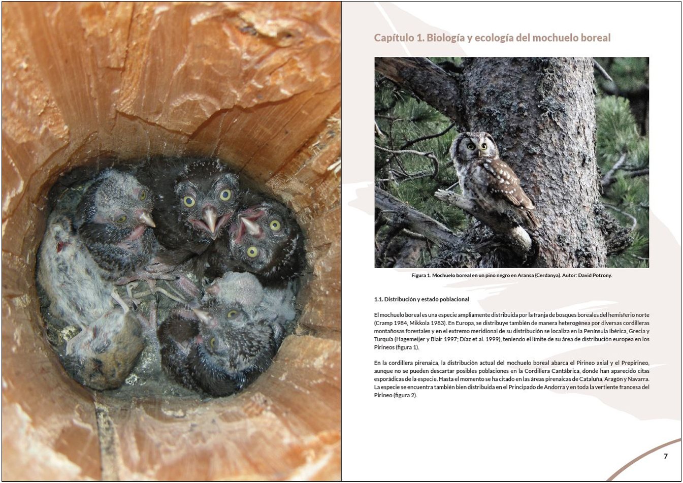 manual para la gestin del hbitat del mochuelo boreal