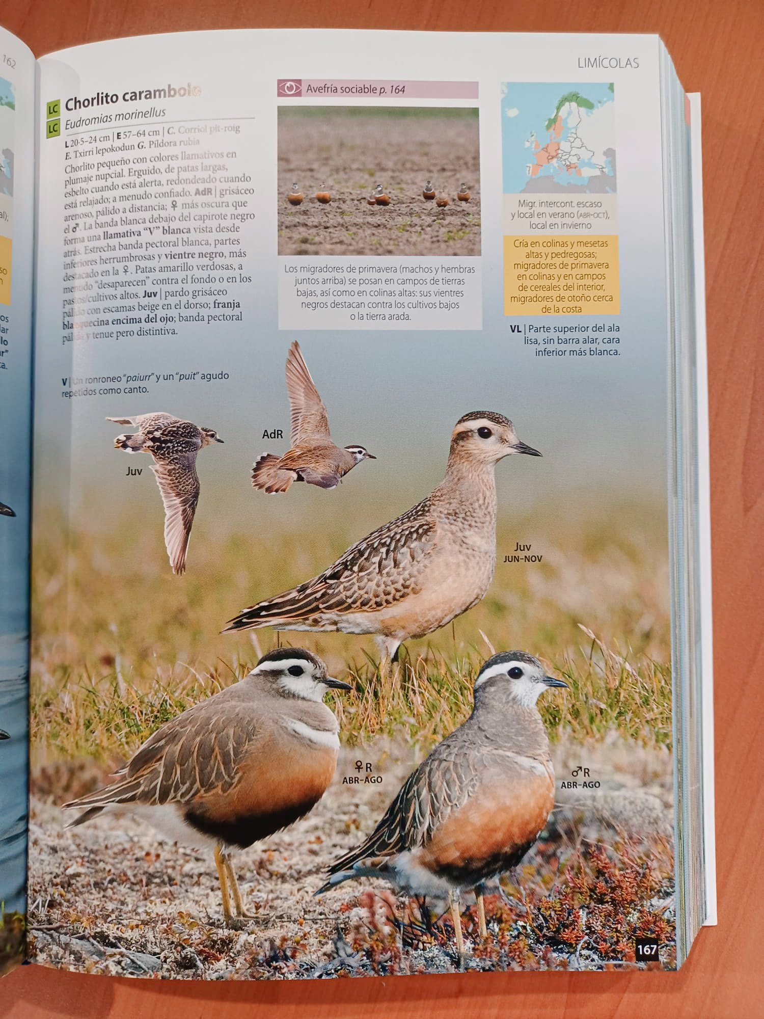 aves de espaa y de europa. una gua de identificacin