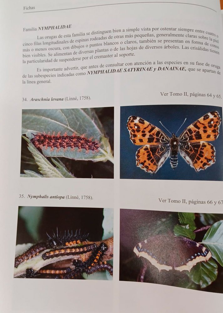 orugas y mariposas de europa. x, introduccin para facilitar la entomologa aplicada a las especies incluidas en la coleccin