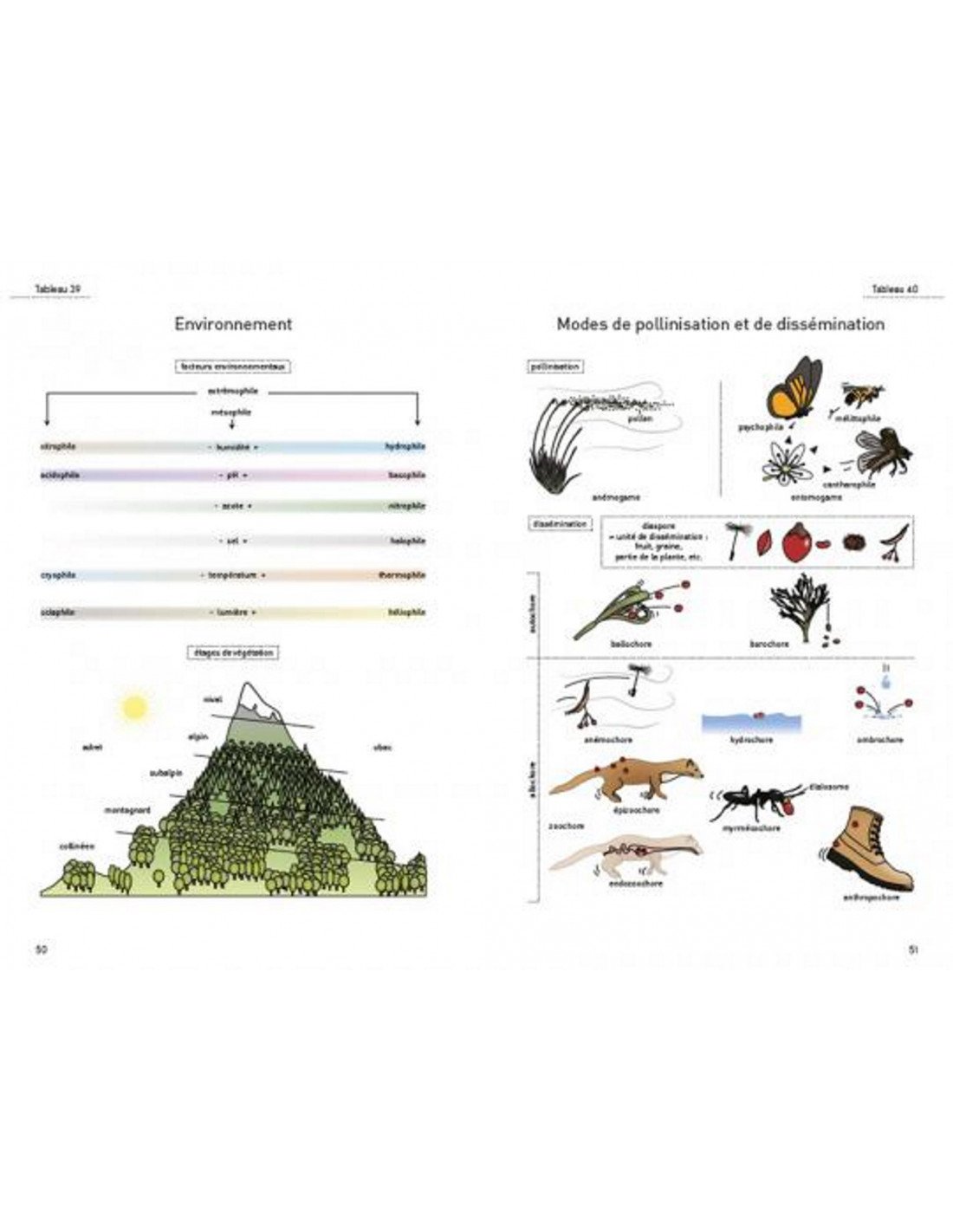 le glossaire illustr pour la botanique de terrain