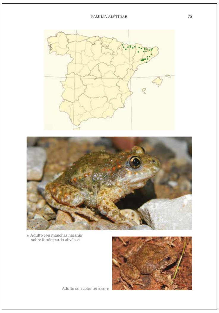 gua de los anfibios y reptiles de espaa - tapa dura