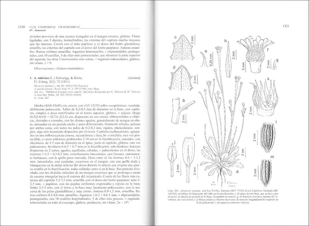 flora ibrica. vol. xvi (ii) compositae (partim)