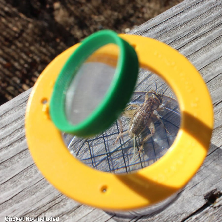 vaso lupa para la observacin de insectos