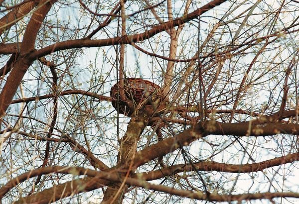 cesta de mimbre para rapaces pequeas