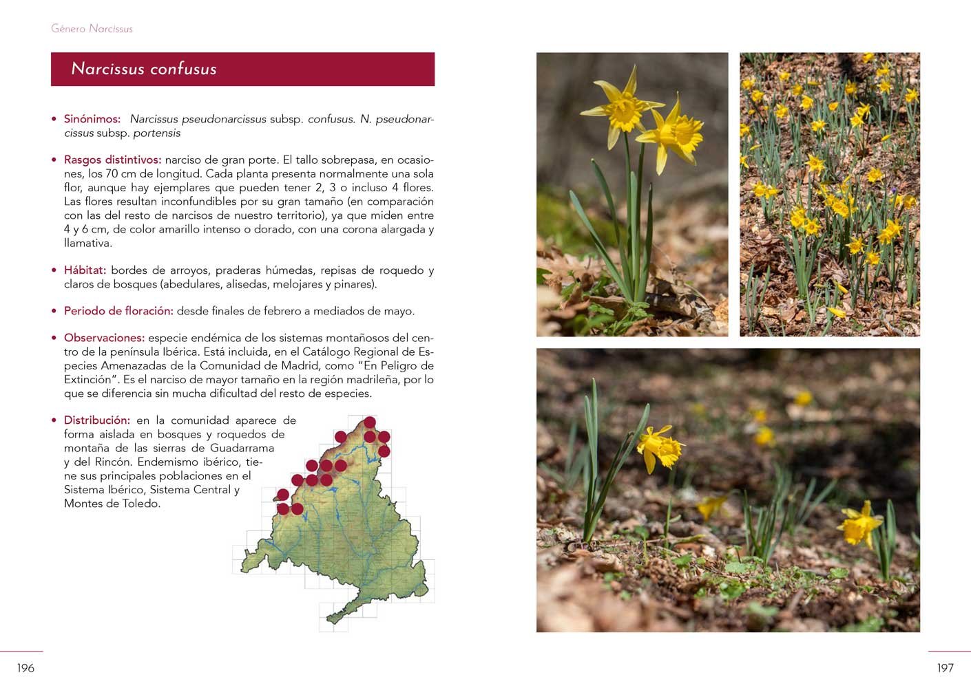 gua de campo de las orqudeas y narcisos de la comunidad de madrid