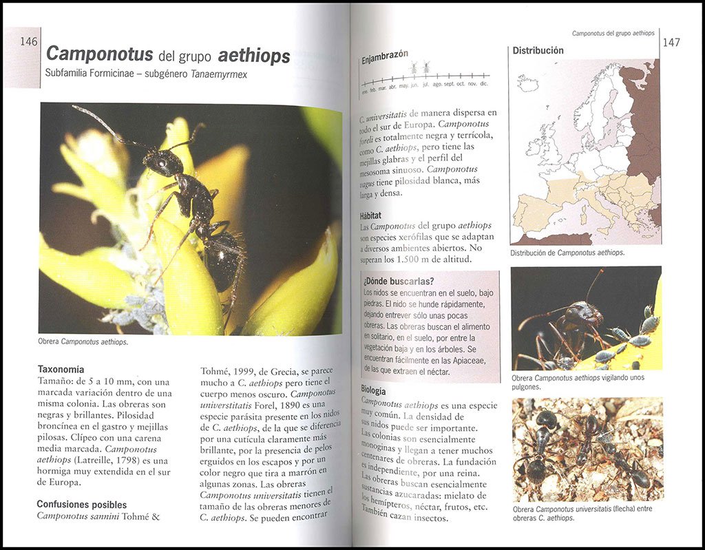 gua de campo de las hormigas de europa occidental. nueva generacin de guas de campo