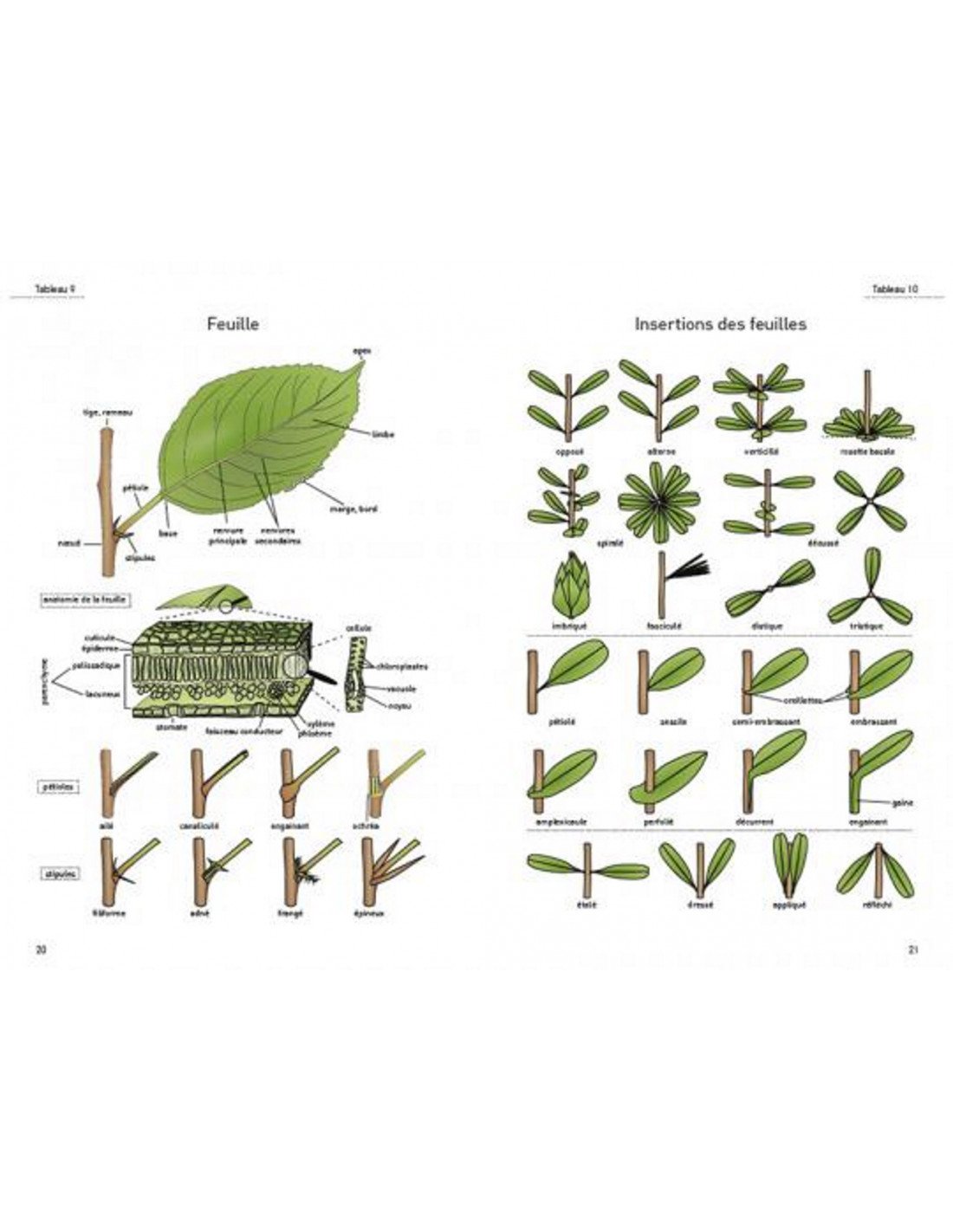 le glossaire illustr pour la botanique de terrain