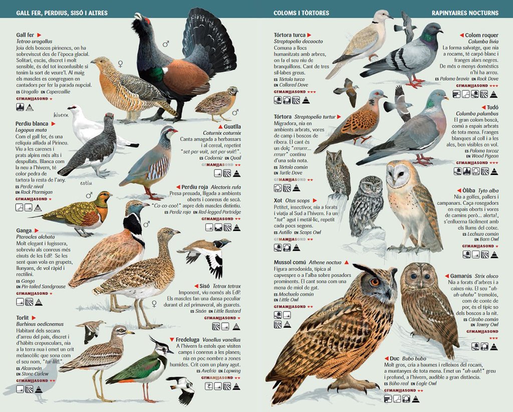 125 ocells de catalunya que cal conixer. miniguia de camp