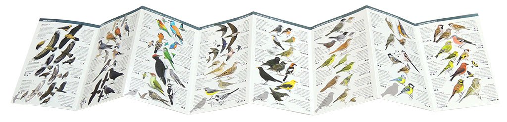 125 ocells de catalunya que cal conixer. miniguia de camp