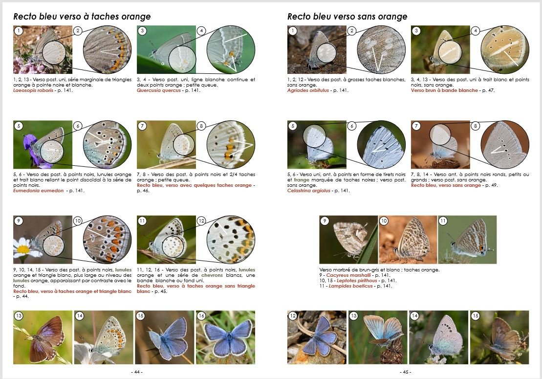 guide photographique des papillons de jour et zygnes de france. toutes les espces de france plus de 2000 photographies mles et femelles illustrs