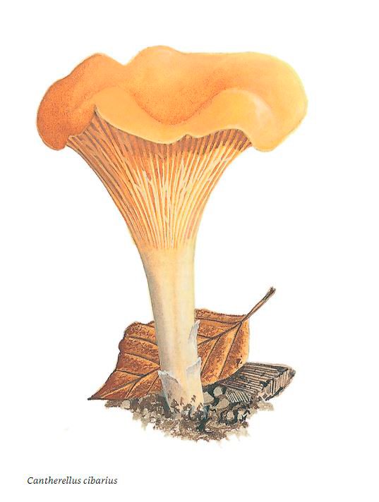 collins fungi guide. the most complete field guide to the mushrooms and toadstools of britain and europe